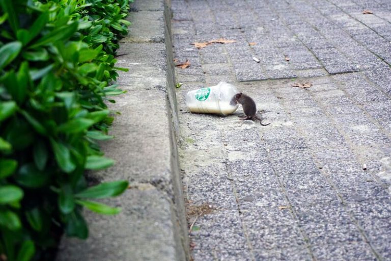 Denuncian proliferación de ratas en la ciudad. Imagen de Mert Guller (Unsplash)